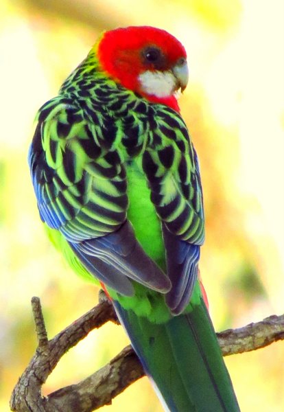 rosella