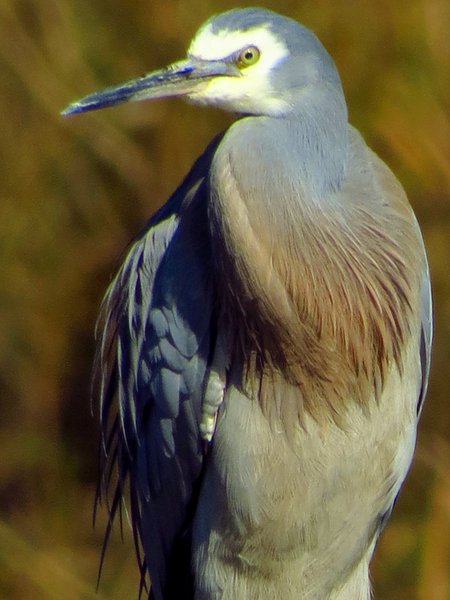 heron