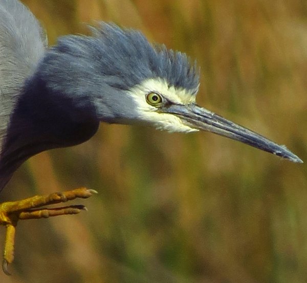 heron