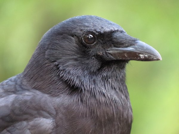 crow