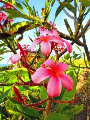 flower