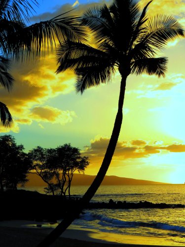 palm tree