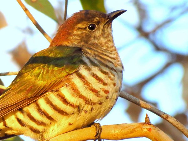 cuckoo