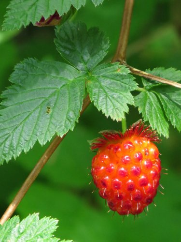 berry plant