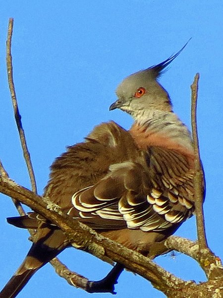 pigeon
