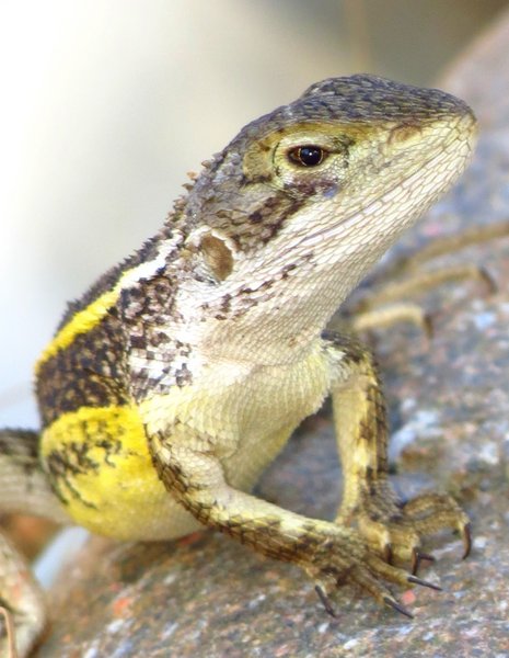 lizard