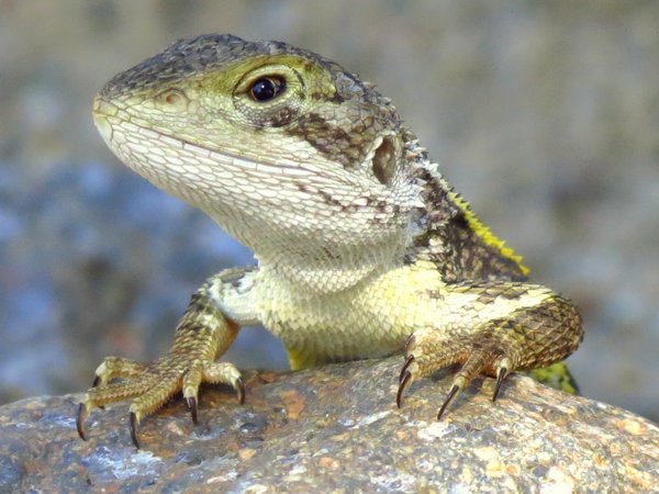 lizard