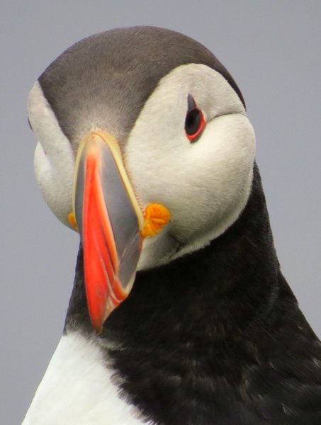 puffin