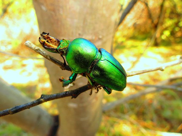beetle