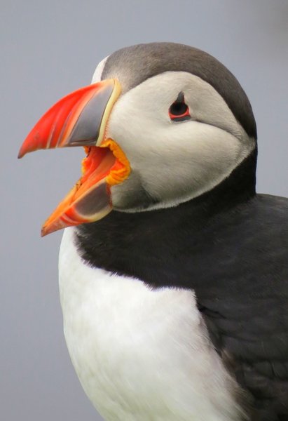 puffin