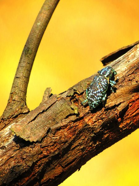 insect
