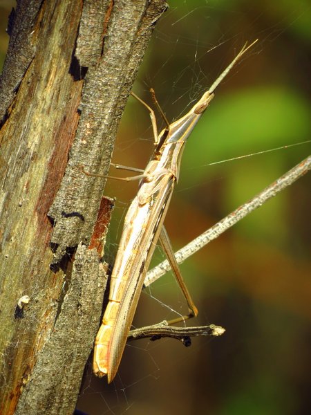 insect