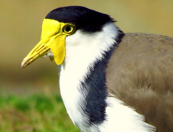 plover