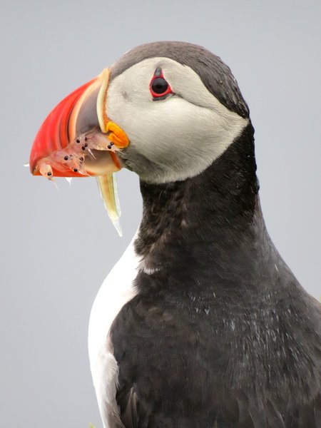 puffin