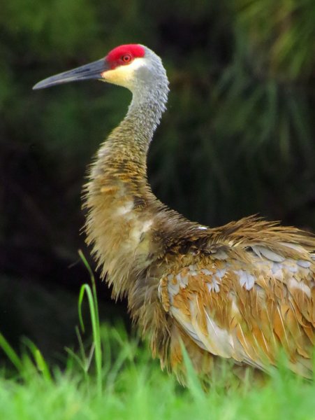 crane