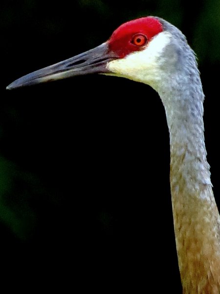 crane