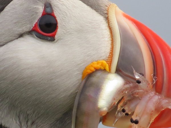 puffin