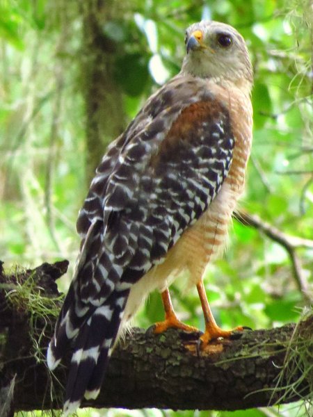 red shouldered hawk