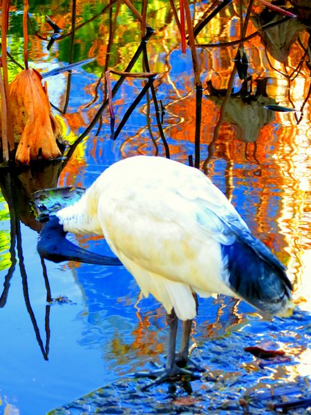 ibis