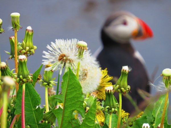 puffin
