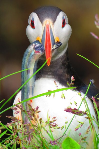puffin