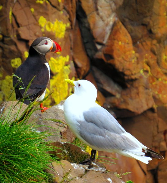 puffin