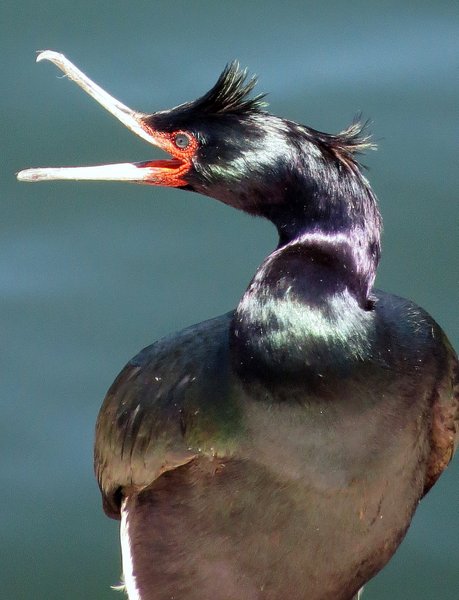 cormorant