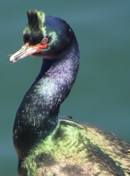 cormorant