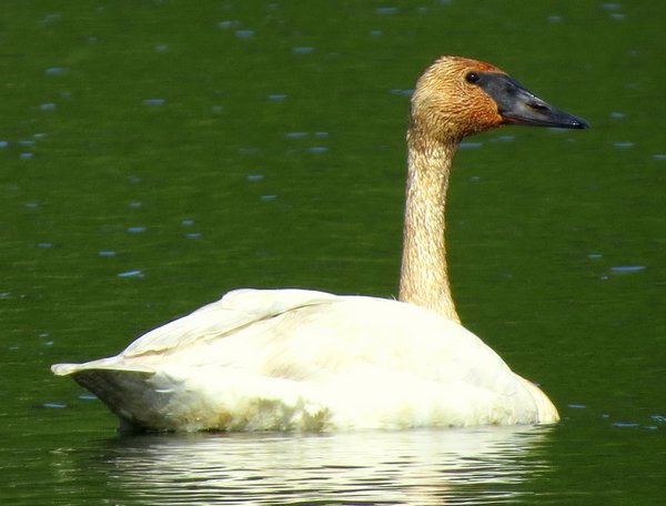 swan