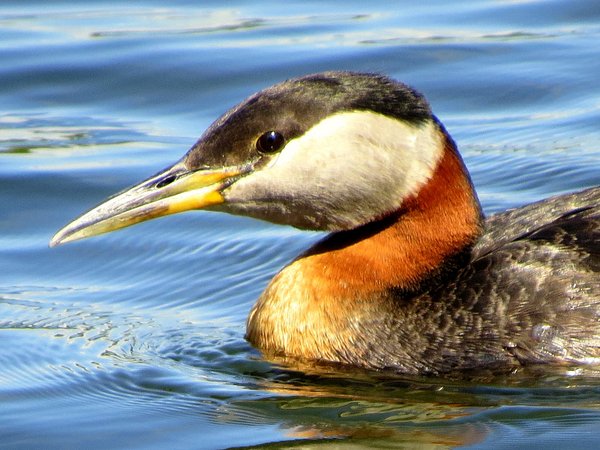 grebe