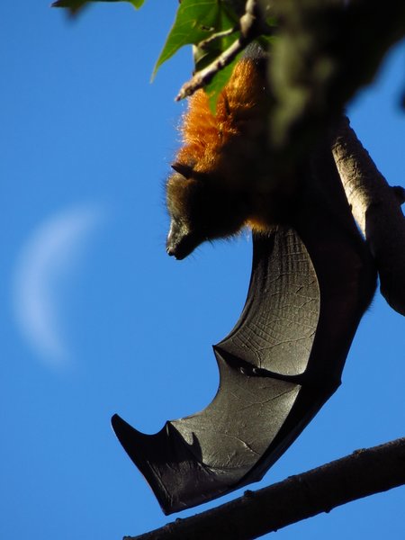 bat