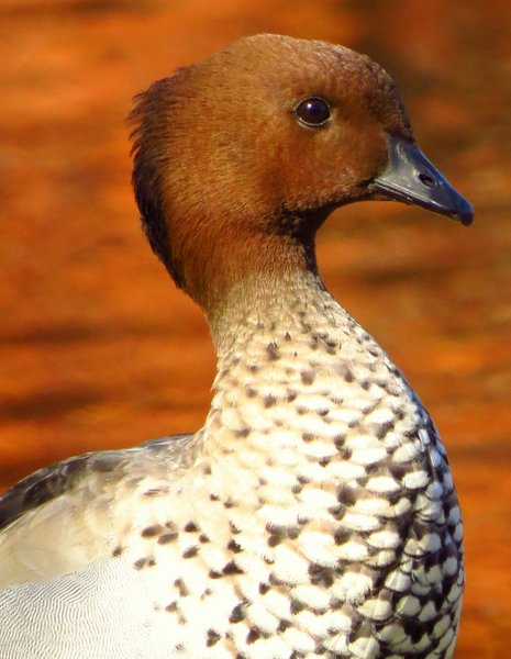 duck