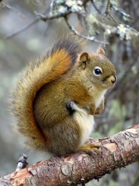 squirrel