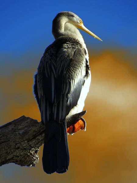 darter