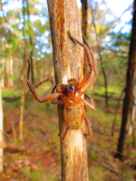 spider
