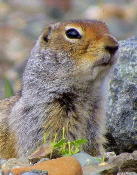squirrel