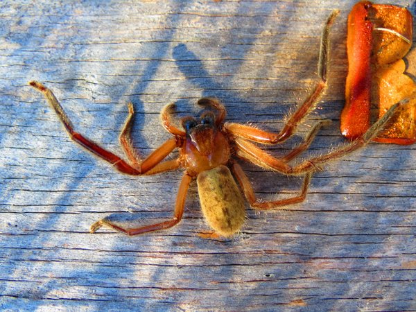 spider