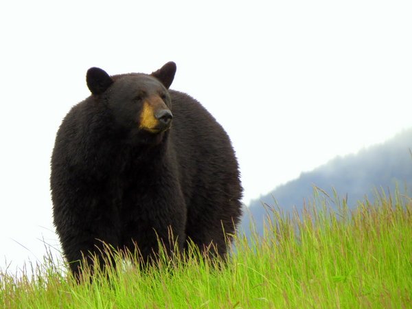 bear