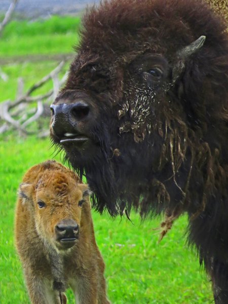 bison