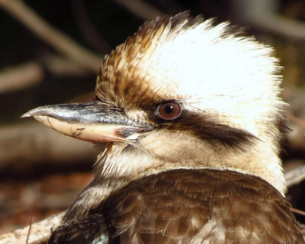 kookaburra