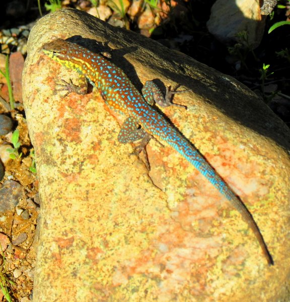lizard