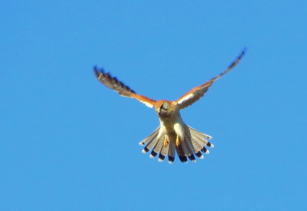 kestrel