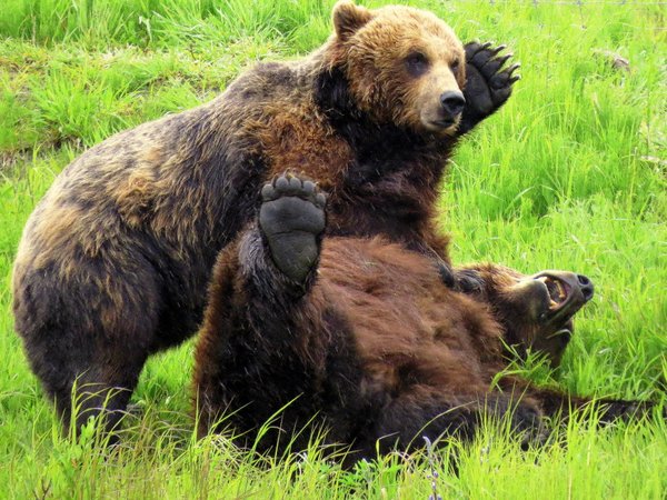 bear