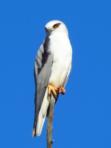 kite