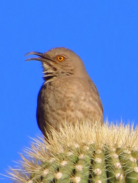arizona bird