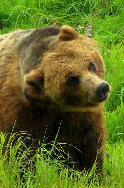 bear