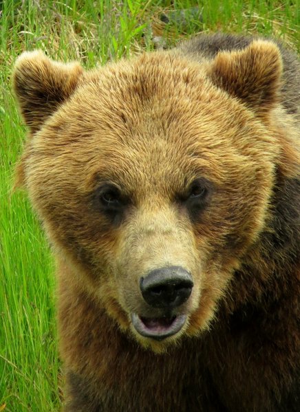 bear