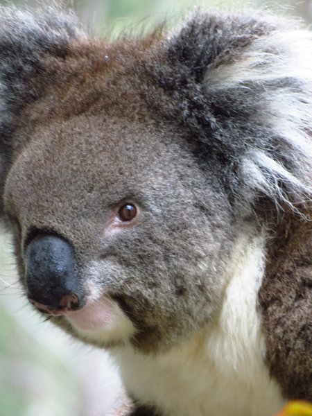 koala