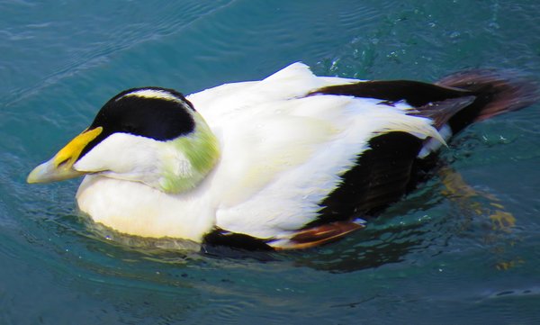 eider