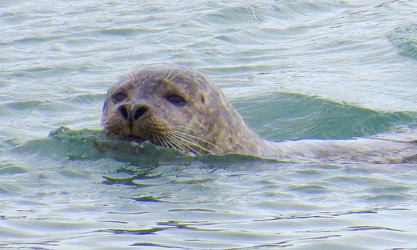 seal